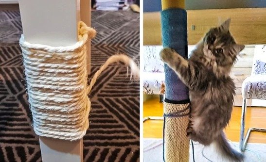 Life Hacks for Cats