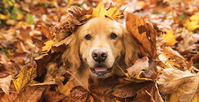 Autumn Pet Safety Tips